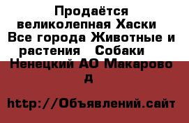 Продаётся великолепная Хаски - Все города Животные и растения » Собаки   . Ненецкий АО,Макарово д.